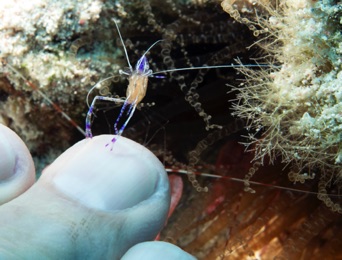 Manicure with Pederson Cleaner Shrimp